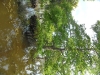 sam_3911-large