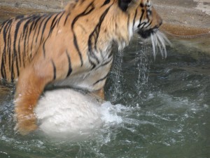 SAM_5223 (Large)